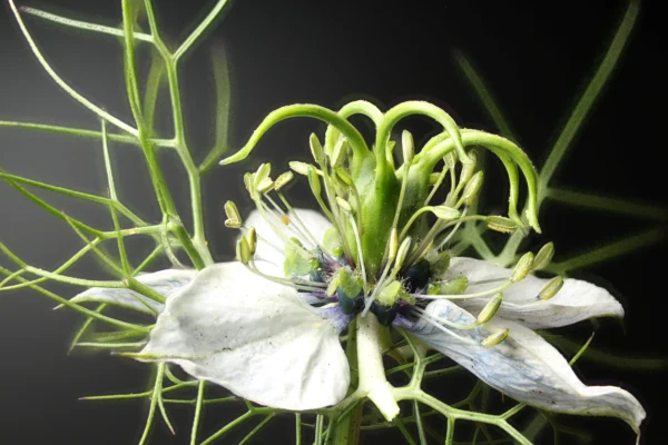 nigella-600x400.webp